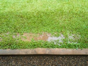 soggy grass near sidewalk