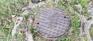 tree roots around septic cover