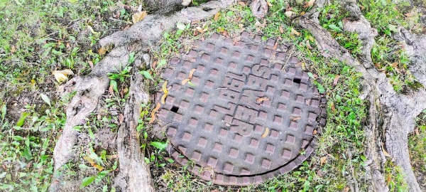 tree roots around septic cover